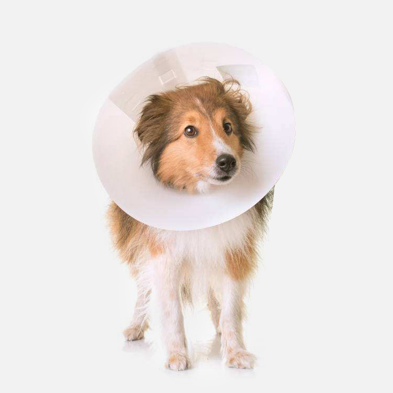 狗圈
